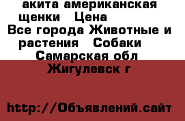 акита американская.щенки › Цена ­ 75 000 - Все города Животные и растения » Собаки   . Самарская обл.,Жигулевск г.